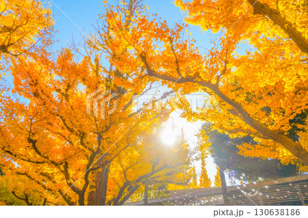 明治神宮外苑 いちょう並木 130638186