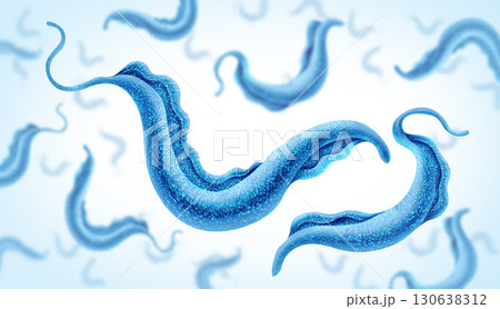 Trypanosoma cruzi Parasite Trypanosoma cruzi Parasite 130638312