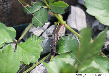 セスジスズメの幼虫　黒い芋虫 130638535