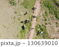 Aerial view of a herd of buffalo on a green grass field, drone photography. 130639010