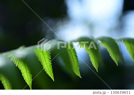 Fern leaves in nature with soft sunlight 130639651
