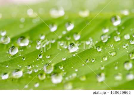 drop of water on a leaf 130639666