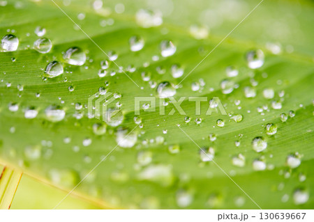 drop of water on a leaf drop of water on a leaf 130639667