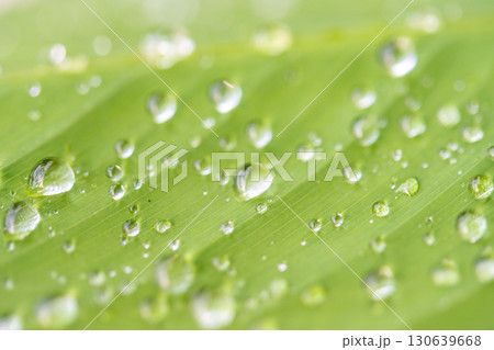 drop of water on a leaf drop of water on a leaf 130639668