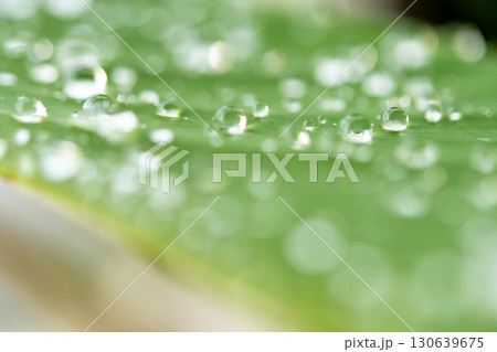 drop of water on a leaf drop of water on a leaf 130639675
