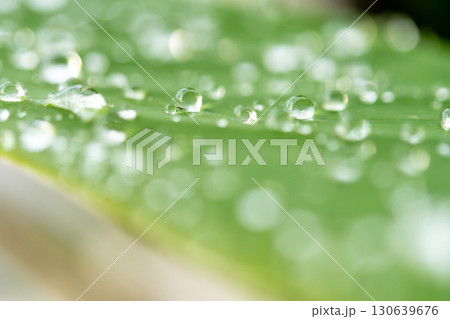 drop of water on a leaf 130639676