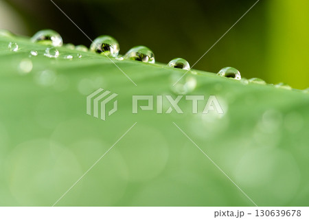 drop of water on a leaf 130639678