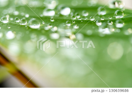 drop of water on a leaf 130639686