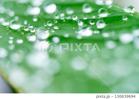 drop of water on a leaf 130639694