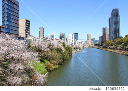 新見附橋の桜 新見附橋の桜 130639832