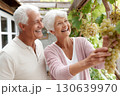 Happy senior couple picking fresh white grapes together in a vineyard, smiling and enjoying outdoor harvest time during a sunny day in the countryside Happy senior couple picking fresh white grapes together in a vineyard, smiling and enjoying outdoor harvest time during a sunny day in the countryside 130639970