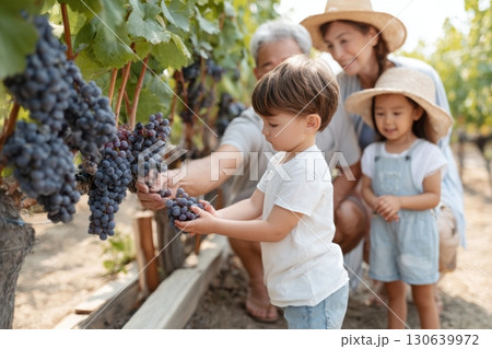 Happy multigenerational family harvesting dark grapes together in a sunny vineyard, with kids learning from grandparents and enjoying a fun outdoor farming activity 130639972