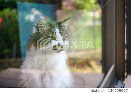 窓辺に佇む猫 窓辺に佇む猫 130639987