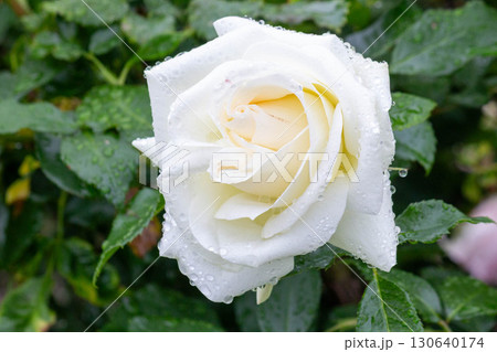 バラ(ラ・パロマ) バラ(ラ・パロマ) 130640174