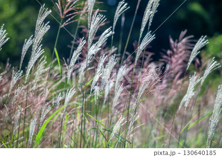 ススキ ススキ 130640185
