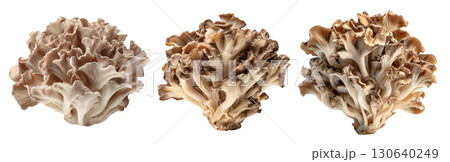 Set of isolated maitake, sheep head mushrooms on transparent background for cooking and food ingredient design. 130640249