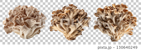 Set of isolated maitake, sheep head mushrooms on transparent background for cooking and food ingredient design. 130640249
