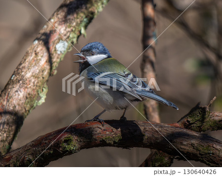 枝にとまるシジュウカラ 130640426
