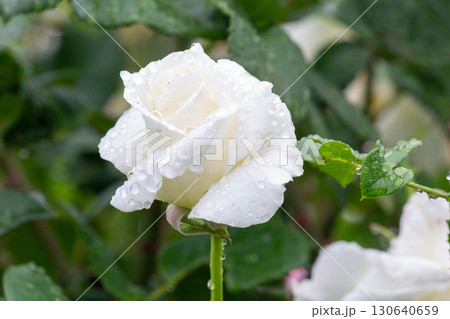 バラ（パスカリ） 130640659