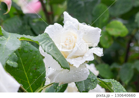 バラ（パスカリ） 130640660