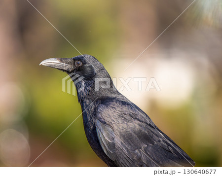 カラスのアップ 130640677