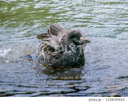 水辺のカラス 水辺のカラス 130640681
