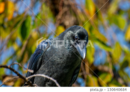枝にとまるカラス 枝にとまるカラス 130640684