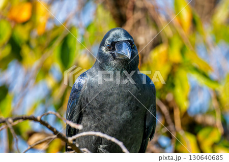 枝にとまるカラス 枝にとまるカラス 130640685