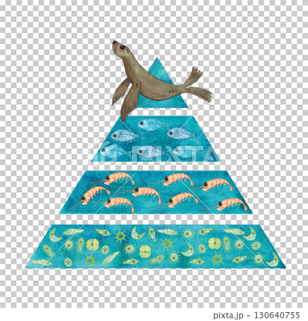 Food pyramid: seal, fish, krill, phytoplankton. Watercolor illustration hand drawn, cartoon. Drawing for stickers, book, poster. Biology, ecology, animal, nature, ocean Food pyramid: seal, fish, krill, phytoplankton. Watercolor illustration hand drawn, cartoon. Drawing for stickers, book, poster. Biology, ecology, animal, nature, ocean 130640755