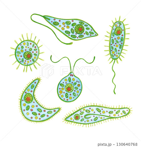 Set of phytoplankton, animal and plant unicellular organism. Watercolor illustration drawn, cartoon, made by hand. For stickers, biology and ecology manuals. Sea, animal, organism, ocean Set of phytoplankton, animal and plant unicellular organism. Watercolor illustration drawn, cartoon, made by hand. For stickers, biology and ecology manuals. Sea, animal, organism, ocean 130640768