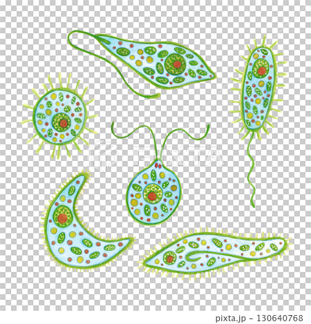 Set of phytoplankton, animal and plant unicellular organism. Watercolor illustration drawn, cartoon, made by hand. For stickers, biology and ecology manuals. Sea, animal, organism, ocean 130640768