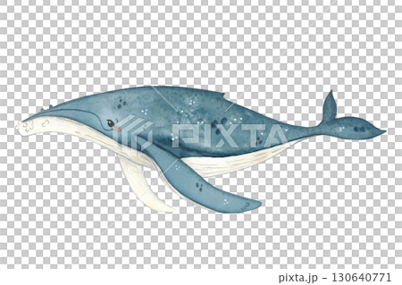 Whale, blue, with big fins. Watercolor illustration hand drawn, cartoon. Drawing for stickers, scrapbooking, poster. Animal, nature, ocean, sea, marine, whale, mammal, rare Whale, blue, with big fins. Watercolor illustration hand drawn, cartoon. Drawing for stickers, scrapbooking, poster. Animal, nature, ocean, sea, marine, whale, mammal, rare 130640771