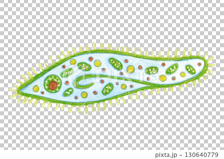 Unicellular organism, paramecium slipper. Watercolor illustration hand drawn, cartoon. Drawing for labels, cards, stickers, scrapbooking. biology, ocean, sea, microorganism Unicellular organism, paramecium slipper. Watercolor illustration hand drawn, cartoon. Drawing for labels, cards, stickers, scrapbooking. biology, ocean, sea, microorganism 130640779