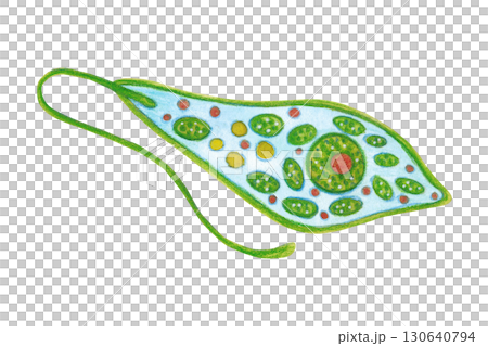 Euglena green, zooplankton, animal, unicellular organism. Watercolor illustration drawn, cartoon, hand-made. For stickers, biology and ecology manuals. Sea, animal, organism, ocean, plankton 130640794