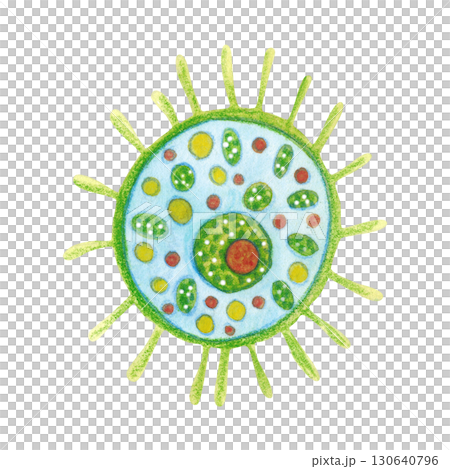 Single-celled organism, phytoplankton. Watercolor illustration hand drawn, cartoon. Drawing for labels, cards, stickers, scrapbooking. biology, ocean, sea, microorganism 130640796
