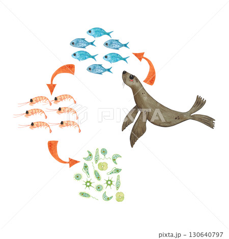 Food chain: seal, fish, krill, phytoplankton. Watercolor illustration hand drawn, cartoon. Drawing for stickers, book, poster. Biology, ecology, animal, nature, ocean, sea Food chain: seal, fish, krill, phytoplankton. Watercolor illustration hand drawn, cartoon. Drawing for stickers, book, poster. Biology, ecology, animal, nature, ocean, sea 130640797