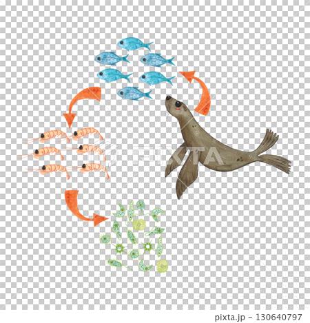 Food chain: seal, fish, krill, phytoplankton. Watercolor illustration hand drawn, cartoon. Drawing for stickers, book, poster. Biology, ecology, animal, nature, ocean, sea Food chain: seal, fish, krill, phytoplankton. Watercolor illustration hand drawn, cartoon. Drawing for stickers, book, poster. Biology, ecology, animal, nature, ocean, sea 130640797