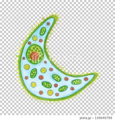 Single-celled organism, phytoplankton. Watercolor illustration hand drawn. Drawing for labels, cards, stickers, scrapbooking. biology, ocean, sea, microorganism Single-celled organism, phytoplankton. Watercolor illustration hand drawn. Drawing for labels, cards, stickers, scrapbooking. biology, ocean, sea, microorganism 130640799