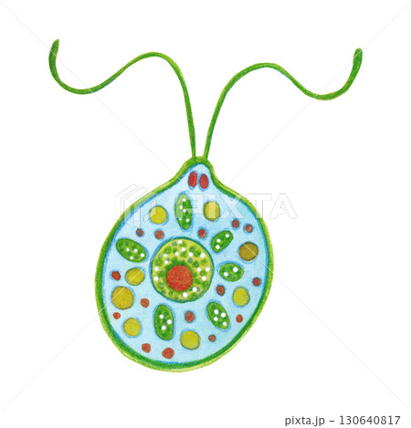 Blue-green algae, chlamydomonas. Watercolor illustration hand drawn, cartoon. Drawing for labels, cards, stickers, scrapbooking. Biology, ocean, sea, microorganism, alga 130640817