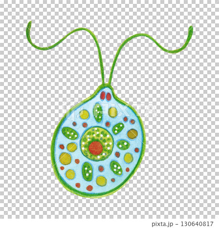 Blue-green algae, chlamydomonas. Watercolor illustration hand drawn, cartoon. Drawing for labels, cards, stickers, scrapbooking. Biology, ocean, sea, microorganism, alga 130640817