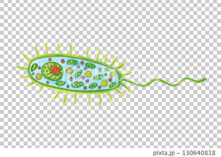Unicellular organism, phytoplankton, bacteria. Watercolor illustration hand drawn, cartoon. Drawing for labels, cards, stickers, scrapbooking. biology, ocean, sea, microorg 130640818