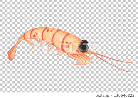 Shrimp, krill, zooplankton, crustacean. Watercolor illustration drawn, cartoon, hand-made. For stickers, biology and ecology manuals. Sea, organism, ocean, plankton, swim, animals, food, food Shrimp, krill, zooplankton, crustacean. Watercolor illustration drawn, cartoon, hand-made. For stickers, biology and ecology manuals. Sea, organism, ocean, plankton, swim, animals, food, food 130640822