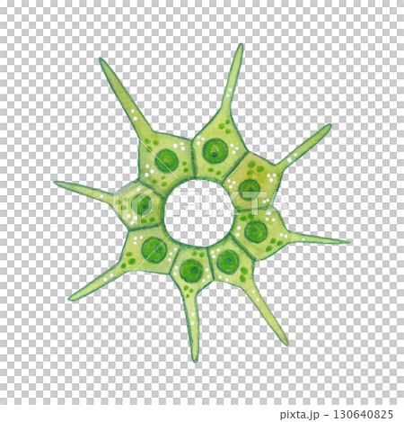 Green, diatom algae, plant unicellular organism. Watercolor illustration drawn, cartoon, made by hand. For stickers, biology and ecology manuals. Sea, organism, ocean, plankton, swim 130640825