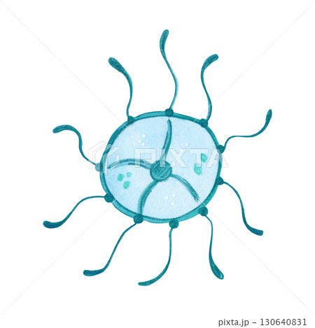 A small blue jellyfish with spread tentacles in the form of the sun. Watercolor illustration drawn, cartoon, made by hand. For stickers, biology and ecology manuals. Sea, animal, ocean A small blue jellyfish with spread tentacles in the form of the sun. Watercolor illustration drawn, cartoon, made by hand. For stickers, biology and ecology manuals. Sea, animal, ocean 130640831
