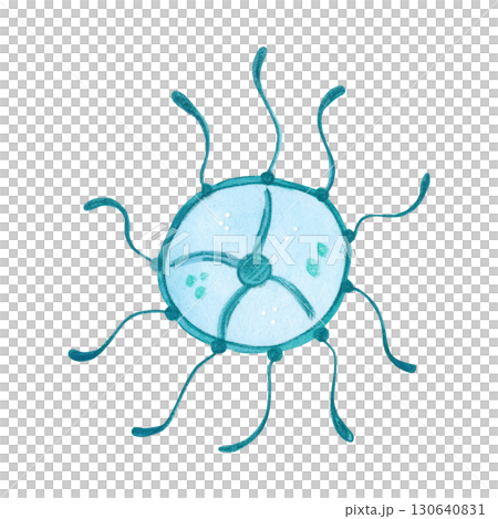 A small blue jellyfish with spread tentacles in the form of the sun. Watercolor illustration drawn, cartoon, made by hand. For stickers, biology and ecology manuals. Sea, animal, ocean A small blue jellyfish with spread tentacles in the form of the sun. Watercolor illustration drawn, cartoon, made by hand. For stickers, biology and ecology manuals. Sea, animal, ocean 130640831