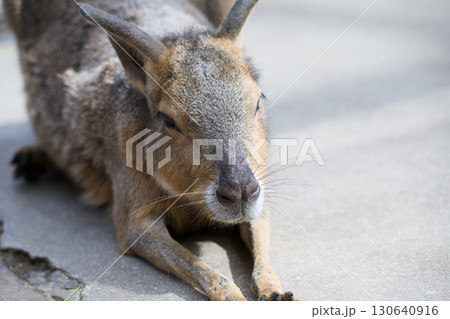 可愛いマーラ 130640916