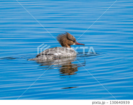 池を泳ぐカワアイサ 130640939
