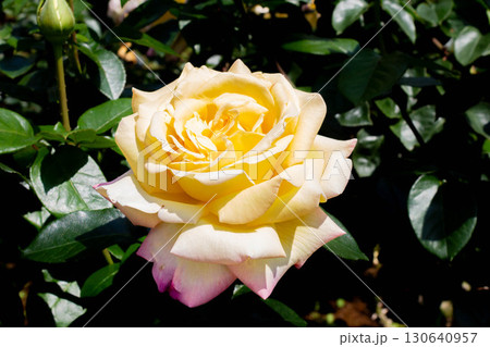 バラ（ピース） 130640957