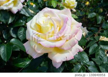 バラ(ピース) バラ(ピース) 130640958