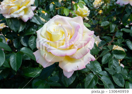 バラ（ピース） 130640959